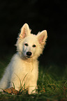 young Berger Blanc Suisse