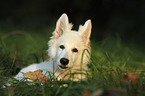 young Berger Blanc Suisse
