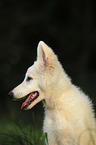 young Berger Blanc Suisse