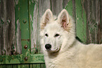 Berger Blanc Suisse Portrait
