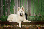 lying Berger Blanc Suisse