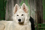 Berger Blanc Suisse Portrait