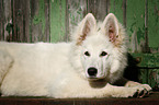 lying Berger Blanc Suisse