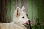 Berger Blanc Suisse Portrait