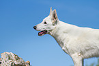 Berger Blanc Suisse Portrait
