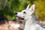 Berger Blanc Suisse Portrait