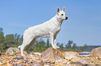 Berger Blanc Suisse