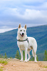 Berger Blanc Suisse