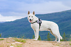 Berger Blanc Suisse