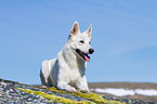 lying Berger Blanc Suisse