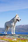 Berger Blanc Suisse