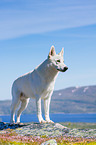 Berger Blanc Suisse