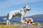 Berger Blanc Suisse