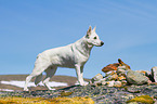 Berger Blanc Suisse