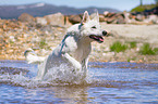 running Berger Blanc Suisse
