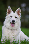 lying White Swiss Shepherd