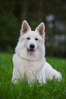 lying White Swiss Shepherd