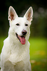 White Swiss Shepherd Dog Portrait