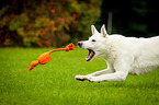 running White Swiss Shepherd Dog