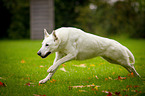 running White Swiss Shepherd Dog