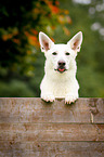 White Swiss Shepherd Dog