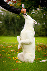 sitting White Swiss Shepherd Dog