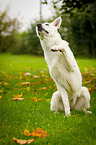 sitting White Swiss Shepherd Dog