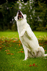 sitting White Swiss Shepherd Dog