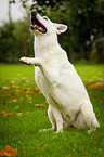 sitting White Swiss Shepherd Dog