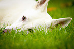 White Swiss Shepherd Dog Portrait