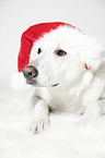 Berger Blanc Suisse with santa hat