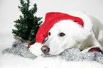 Berger Blanc Suisse with santa hat