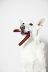 Berger Blanc Suisse Portrait