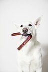 Berger Blanc Suisse Portrait