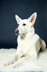 lying Berger Blanc Suisse