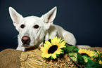 lying Berger Blanc Suisse