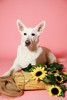 lying Berger Blanc Suisse
