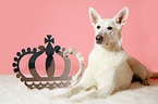 lying Berger Blanc Suisse