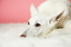 Berger Blanc Suisse