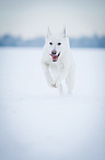 running White Swiss Shepherd Dog