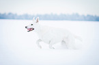 running White Swiss Shepherd Dog