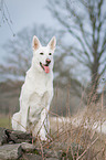 sitting White Swiss Shepherd Dog