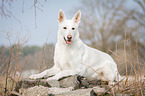 lying White Swiss Shepherd Dog