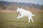 running White Swiss Shepherd Dog