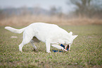White Swiss Shepherd Dog