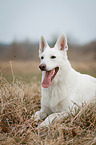 lying White Swiss Shepherd Dog