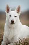 lying White Swiss Shepherd Dog