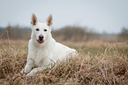 lying White Swiss Shepherd Dog