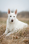 lying White Swiss Shepherd Dog