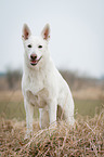 White Swiss Shepherd Dog